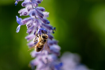 honey bee looking for nectar on blooming russian sage flower - 622829003