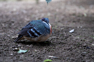 Fototapeta premium Luzon blood-breasted chicken-pigeon on a gray background, macro