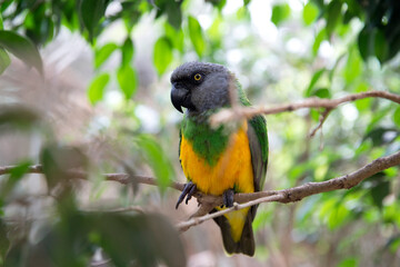 Senegal parrot in the wild, macro. A cute yellow-green parrot sits on a tree and next to it is a place for text