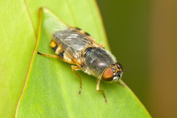 The ornate brigadier fly (Odontomyia ornata) in natural habitat