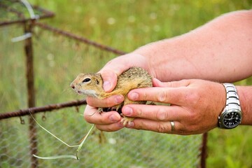 The European ground squirrel (Spermophilus citellus) during release into a new environment. male hand-holding ground squirrel. environmental conservation, reintroduction of ground squirrels. Souslik.