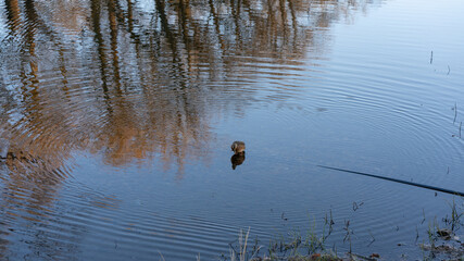 A duck floats on the surface of the lake. smooth surface of gradient color of autumn lake. The blue sky is reflected in the water.