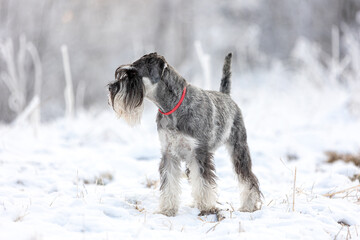 Portrait of a Medium Schnauzer with pepper and salt in a winter snowy forest