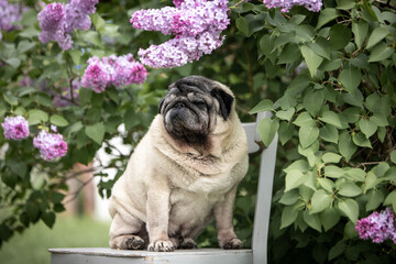 Close-up portrait in lilac colors of a senior beige pug looking away