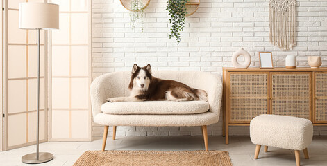 Cute Husky dog lying on sofa in living room © Pixel-Shot