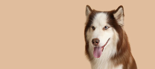 Cute Husky dog on beige background with space for text