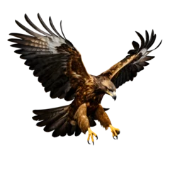 Poster Golden eagle flying, Aquila chrysaetos, big bird of prey with outstretched wings attacking, isolated on transparent background © Mrt