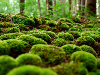 moss on the stone © Mariia