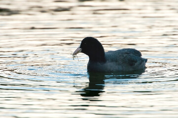 Eurasian Coot (Fulica atra) foraging in a small pool with plants in it's beak
