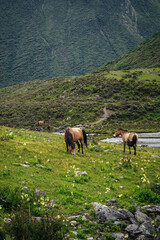 Fototapeta premium horses in the mountains