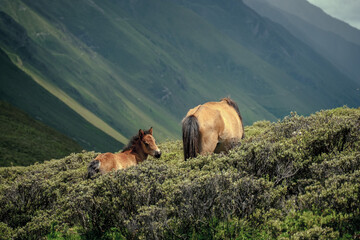horses in the mountains