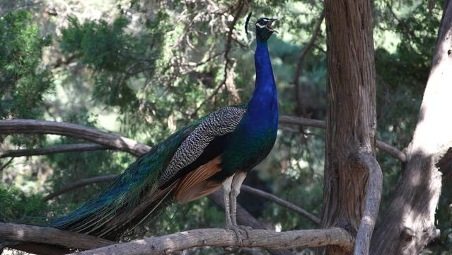 Mesmerizing Slow-Mo Video of the Colorful Peacock's Call at the Arboretum Botanic Garden