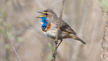 robin on a branch