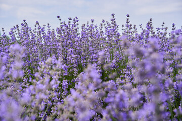 Closeup of lavender bush