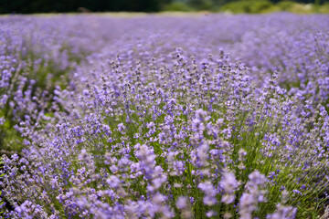 Fototapeta premium Closeup of lavender bush