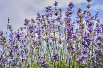 Closeup of lavender bush