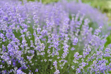 Fototapeta premium Closeup of lavender bush