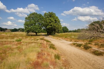 The heathlands in the De Meinweg National Park, part of the Maas-Schwalm-Nette Park, Limburg region, the Netherlands	