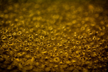 Golden texture of a sponge