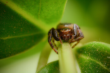 Macro photography of a Xysticus croceus - Crab spider on top of a green leaf