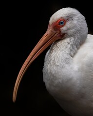 Ibis