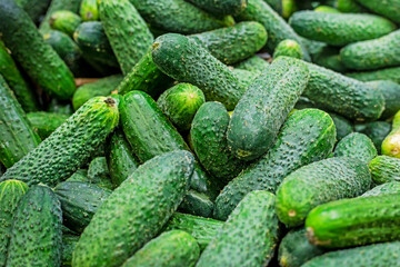 background of green fresh cucumbers. Farming