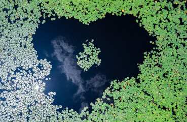 Aerial view of lily pads making a heart shape from a Massachusetts beaver pond 