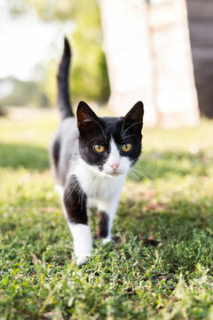 Tuxedo cat on green grass