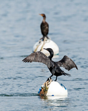 Two dark ducks on floating balls