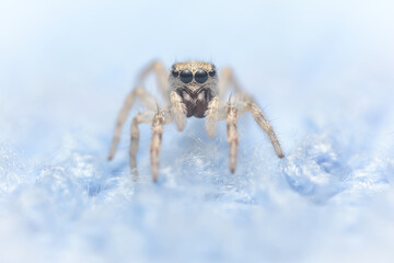 Very little jumping spider posing on top of a blue cloth