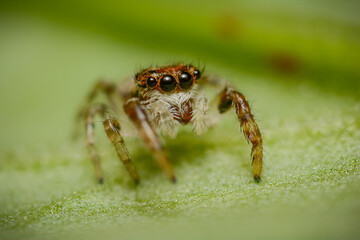Beautiful little jumping spider posing on top of a green leaf