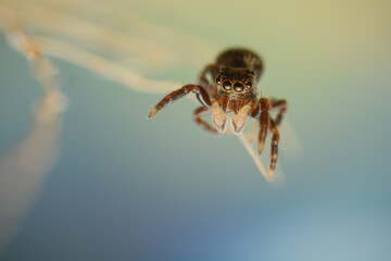 Jumping spider walking on a plant and getting ready to jump