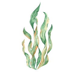 Seaweeds. Green laminaria algae. Underwater ocean plants isolated on white background. Watercolor illustration. © Tatiana