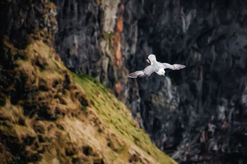 Seagull diving down cliffs