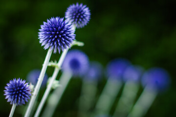 Purple Scottish Thistle Flower