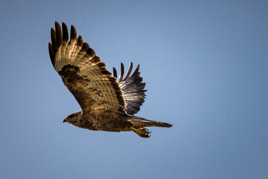 Hawk soaring in the blue sky