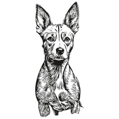 American Hairless Terrier dog vector graphics, hand drawn pencil animal line illustration