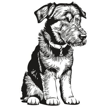 Airedale Terrier dog pencil hand drawing vector, outline illustration pet face logo black and white realistic breed pet