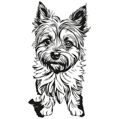 Cairn Terrier dog pencil hand drawing vector, outline illustration pet face logo black and white realistic pet silhouette