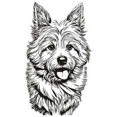 Coton de Tulear dog hand drawn logo drawing black and white line art pets illustration ready t shirt print