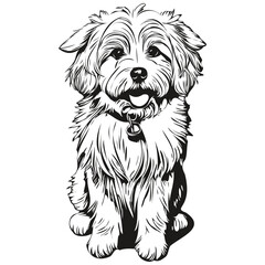 Coton de Tulear dog silhouette pet character, clip art vector pets drawing black and white