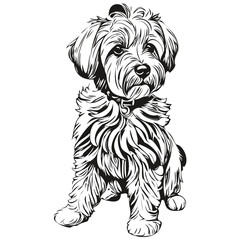 Dandie Dinmont Terriers dog hand drawn logo drawing black and white line art pets illustration realistic pet silhouette