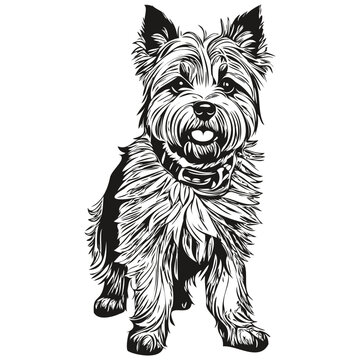 Cairn Terrier dog engraved vector portrait, face cartoon vintage drawing in black and white