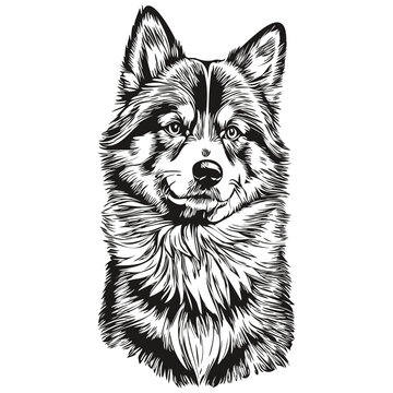 Finnish Lapphund dog portrait in vector, animal hand drawing for tattoo or tshirt print illustration