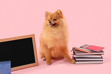 Cute Pomeranian dog with schoolbooks and chalkboard on pink background