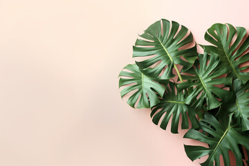 Fototapeta na wymiar Green Foliage with copyspace, Lush Monstera Leaves on a Delicate Pastel Background. Generative ai.