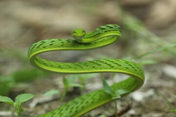 shoot snake / Asian vine snake / green snake / charming green snake