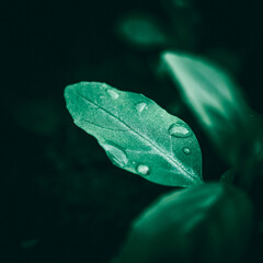 leaf with water drops