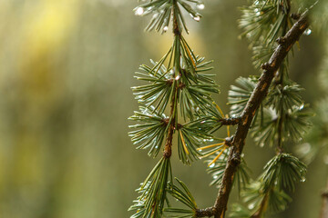 Macro close-up of the branches of a hanging blue cedar, Cedrus atlantica glauca pendula, at a rainy day