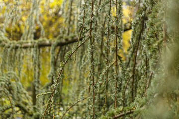 Obraz premium Macro close-up of the branches of a hanging blue cedar, Cedrus atlantica glauca pendula, at a rainy day
